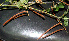  ( - BioBot01307)  @11 [ ] CreativeCommons - Attribution Non-Commercial Share-Alike (2010) Daniel H. Janzen Guanacaste Dry Forest Conservation Fund