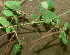  ( - BioBot01307)  @11 [ ] CreativeCommons - Attribution Non-Commercial Share-Alike (2010) Daniel H. Janzen Guanacaste Dry Forest Conservation Fund