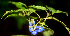  (Psychotria chiriquiensis - BioBot01325)  @11 [ ] CreativeCommons - Attribution Non-Commercial Share-Alike (2010) Daniel H. Janzen Guanacaste Dry Forest Conservation Fund
