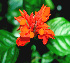  ( - BioBot01328)  @11 [ ] CreativeCommons - Attribution Non-Commercial Share-Alike (2010) Daniel H. Janzen Guanacaste Dry Forest Conservation Fund