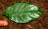  ( - BioBot01328)  @11 [ ] CreativeCommons - Attribution Non-Commercial Share-Alike (2010) Daniel H. Janzen Guanacaste Dry Forest Conservation Fund