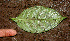  ( - BioBot01328)  @11 [ ] CreativeCommons - Attribution Non-Commercial Share-Alike (2010) Daniel H. Janzen Guanacaste Dry Forest Conservation Fund