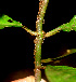  ( - BioBot01329)  @11 [ ] CreativeCommons - Attribution Non-Commercial Share-Alike (2010) Daniel H. Janzen Guanacaste Dry Forest Conservation Fund