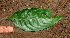  ( - BioBot01329)  @11 [ ] CreativeCommons - Attribution Non-Commercial Share-Alike (2010) Daniel H. Janzen Guanacaste Dry Forest Conservation Fund