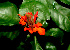  ( - BioBot01330)  @11 [ ] CreativeCommons - Attribution Non-Commercial Share-Alike (2010) Daniel H. Janzen Guanacaste Dry Forest Conservation Fund