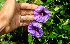 ( - BioBot01340)  @11 [ ] CreativeCommons - Attribution Non-Commercial Share-Alike (2010) Daniel H. Janzen Guanacaste Dry Forest Conservation Fund