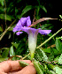  ( - BioBot01340)  @11 [ ] CreativeCommons - Attribution Non-Commercial Share-Alike (2010) Daniel H. Janzen Guanacaste Dry Forest Conservation Fund