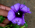  ( - BioBot01340)  @11 [ ] CreativeCommons - Attribution Non-Commercial Share-Alike (2010) Daniel H. Janzen Guanacaste Dry Forest Conservation Fund