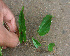  ( - BioBot01340)  @11 [ ] CreativeCommons - Attribution Non-Commercial Share-Alike (2010) Daniel H. Janzen Guanacaste Dry Forest Conservation Fund