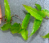  ( - BioBot01341)  @11 [ ] CreativeCommons - Attribution Non-Commercial Share-Alike (2010) Daniel H. Janzen Guanacaste Dry Forest Conservation Fund