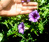  ( - BioBot01342)  @11 [ ] CreativeCommons - Attribution Non-Commercial Share-Alike (2010) Daniel H. Janzen Guanacaste Dry Forest Conservation Fund