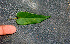  ( - BioBot01342)  @11 [ ] CreativeCommons - Attribution Non-Commercial Share-Alike (2010) Daniel H. Janzen Guanacaste Dry Forest Conservation Fund