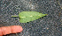  ( - BioBot01342)  @11 [ ] CreativeCommons - Attribution Non-Commercial Share-Alike (2010) Daniel H. Janzen Guanacaste Dry Forest Conservation Fund