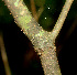  ( - BioBot01350)  @11 [ ] CreativeCommons - Attribution Non-Commercial Share-Alike (2010) Daniel H. Janzen Guanacaste Dry Forest Conservation Fund