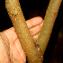  ( - BioBot01351)  @11 [ ] CreativeCommons - Attribution Non-Commercial Share-Alike (2010) Daniel H. Janzen Guanacaste Dry Forest Conservation Fund