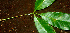  ( - BioBot01351)  @11 [ ] CreativeCommons - Attribution Non-Commercial Share-Alike (2010) Daniel H. Janzen Guanacaste Dry Forest Conservation Fund