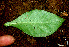  ( - BioBot01355)  @11 [ ] CreativeCommons - Attribution Non-Commercial Share-Alike (2010) Daniel H. Janzen Guanacaste Dry Forest Conservation Fund