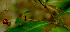  ( - BioBot01356)  @11 [ ] CreativeCommons - Attribution Non-Commercial Share-Alike (2010) Daniel H. Janzen Guanacaste Dry Forest Conservation Fund