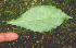  ( - BioBot01356)  @11 [ ] CreativeCommons - Attribution Non-Commercial Share-Alike (2010) Daniel H. Janzen Guanacaste Dry Forest Conservation Fund