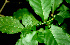  ( - BioBot01357)  @11 [ ] CreativeCommons - Attribution Non-Commercial Share-Alike (2010) Daniel H. Janzen Guanacaste Dry Forest Conservation Fund