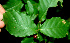  ( - BioBot01357)  @11 [ ] CreativeCommons - Attribution Non-Commercial Share-Alike (2010) Daniel H. Janzen Guanacaste Dry Forest Conservation Fund