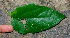  ( - BioBot01364)  @11 [ ] CreativeCommons - Attribution Non-Commercial Share-Alike (2010) Daniel H. Janzen Guanacaste Dry Forest Conservation Fund