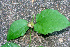  ( - BioBot01366)  @11 [ ] CreativeCommons - Attribution Non-Commercial Share-Alike (2010) Daniel H. Janzen Guanacaste Dry Forest Conservation Fund