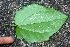  (Thunbergia grandiflora - BioBot01366)  @12 [ ] CreativeCommons - Attribution Non-Commercial Share-Alike (2010) Daniel H. Janzen Guanacaste Dry Forest Conservation Fund