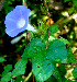  ( - BioBot01367)  @11 [ ] CreativeCommons - Attribution Non-Commercial Share-Alike (2010) Daniel H. Janzen Guanacaste Dry Forest Conservation Fund