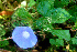  ( - BioBot01367)  @11 [ ] CreativeCommons - Attribution Non-Commercial Share-Alike (2010) Daniel H. Janzen Guanacaste Dry Forest Conservation Fund