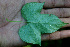  ( - BioBot01367)  @11 [ ] CreativeCommons - Attribution Non-Commercial Share-Alike (2010) Daniel H. Janzen Guanacaste Dry Forest Conservation Fund