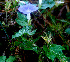  ( - BioBot01368)  @11 [ ] CreativeCommons - Attribution Non-Commercial Share-Alike (2010) Daniel H. Janzen Guanacaste Dry Forest Conservation Fund