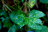  ( - BioBot01368)  @11 [ ] CreativeCommons - Attribution Non-Commercial Share-Alike (2010) Daniel H. Janzen Guanacaste Dry Forest Conservation Fund