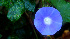  ( - BioBot01368)  @11 [ ] CreativeCommons - Attribution Non-Commercial Share-Alike (2010) Daniel H. Janzen Guanacaste Dry Forest Conservation Fund