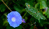  ( - BioBot01369)  @11 [ ] CreativeCommons - Attribution Non-Commercial Share-Alike (2010) Daniel H. Janzen Guanacaste Dry Forest Conservation Fund