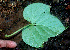  ( - BioBot01369)  @11 [ ] CreativeCommons - Attribution Non-Commercial Share-Alike (2010) Daniel H. Janzen Guanacaste Dry Forest Conservation Fund