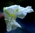  ( - BioBot01373)  @11 [ ] CreativeCommons - Attribution Non-Commercial Share-Alike (2010) Daniel H. Janzen Guanacaste Dry Forest Conservation Fund
