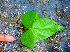  ( - BioBot01373)  @11 [ ] CreativeCommons - Attribution Non-Commercial Share-Alike (2010) Daniel H. Janzen Guanacaste Dry Forest Conservation Fund