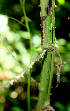  ( - BioBot01376)  @11 [ ] CreativeCommons - Attribution Non-Commercial Share-Alike (2010) Daniel H. Janzen Guanacaste Dry Forest Conservation Fund