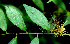  ( - BioBot01376)  @11 [ ] CreativeCommons - Attribution Non-Commercial Share-Alike (2010) Daniel H. Janzen Guanacaste Dry Forest Conservation Fund