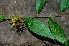  ( - BioBot01376)  @11 [ ] CreativeCommons - Attribution Non-Commercial Share-Alike (2010) Daniel H. Janzen Guanacaste Dry Forest Conservation Fund