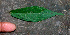  ( - BioBot01376)  @11 [ ] CreativeCommons - Attribution Non-Commercial Share-Alike (2010) Daniel H. Janzen Guanacaste Dry Forest Conservation Fund