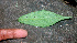  ( - BioBot01376)  @11 [ ] CreativeCommons - Attribution Non-Commercial Share-Alike (2010) Daniel H. Janzen Guanacaste Dry Forest Conservation Fund