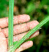  ( - BioBot01377)  @11 [ ] CreativeCommons - Attribution Non-Commercial Share-Alike (2010) Daniel H. Janzen Guanacaste Dry Forest Conservation Fund
