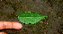  ( - BioBot01377)  @11 [ ] CreativeCommons - Attribution Non-Commercial Share-Alike (2010) Daniel H. Janzen Guanacaste Dry Forest Conservation Fund