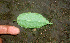  ( - BioBot01377)  @11 [ ] CreativeCommons - Attribution Non-Commercial Share-Alike (2010) Daniel H. Janzen Guanacaste Dry Forest Conservation Fund