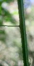  ( - BioBot01378)  @11 [ ] CreativeCommons - Attribution Non-Commercial Share-Alike (2010) Daniel H. Janzen Guanacaste Dry Forest Conservation Fund