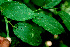  ( - BioBot01378)  @11 [ ] CreativeCommons - Attribution Non-Commercial Share-Alike (2010) Daniel H. Janzen Guanacaste Dry Forest Conservation Fund