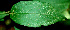  ( - BioBot01378)  @11 [ ] CreativeCommons - Attribution Non-Commercial Share-Alike (2010) Daniel H. Janzen Guanacaste Dry Forest Conservation Fund