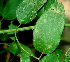  ( - BioBot01378)  @11 [ ] CreativeCommons - Attribution Non-Commercial Share-Alike (2010) Daniel H. Janzen Guanacaste Dry Forest Conservation Fund